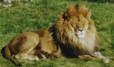[Picture of a male African lion.]
