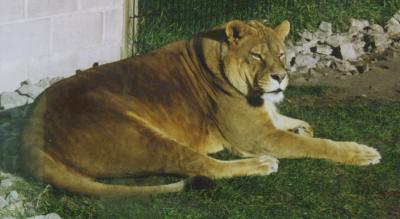 [Picture of a female African lion.]