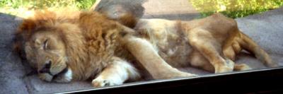 [Picture of a male Asiatic lion.]