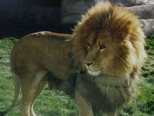 [Picture of a lion]