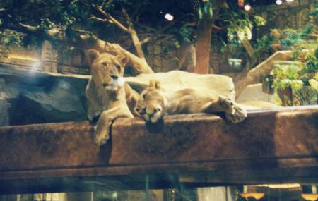 [The MGM Grand Lion Habitat.]