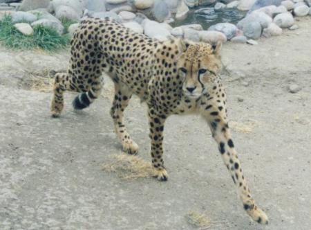 [Cheetah at the Animal Ark sanctuary]