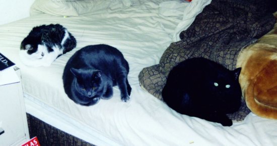 [My three cats, in 2004]