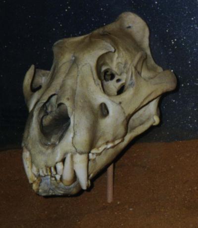 [Right view of maneater #1's skull.]