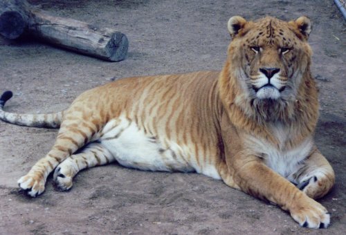 [A full view of Hobbs the liger]